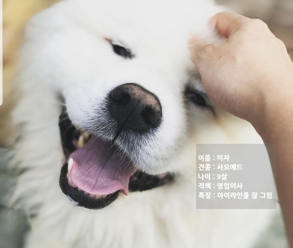캠프패밀리 - 댕댕이들 
