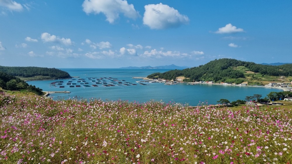 청산도 서편제 가을 코스모스